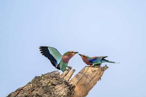 Forked Roller (Coracias caudatus), with open wing, mating behaviour, two birds on a branch in front