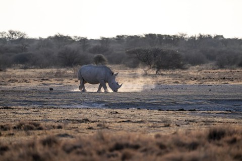 Dramatic atmosphere, Southern white rhinoceros (Ceratotherium simum simum), Khama Rhino Sanctuary,