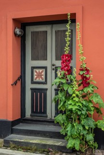 Hollyhocks (Alcea rosea) at a gate in an old house facing the street in Ystad, Skåne County,