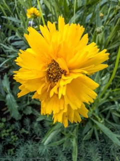 Flowering Girl's eye (Coreopsis Early Sunrise), closeup, in Ystad, Skåne County, Sweden,