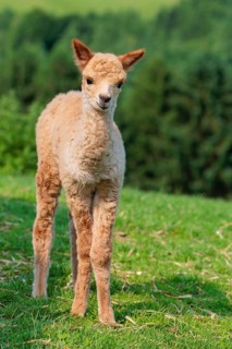 A newly born white alpaca (Vicugna pacos) stands in a green meadow on a sunny day. A green forest
