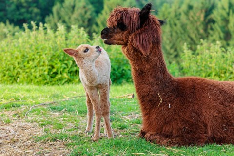 A freshly born white alpaca (Vicugna pacos) stands in front of its brown mother and sniffer on her