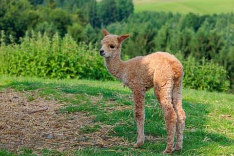 A newly born white alpaca (Vicugna pacos) stands in a green meadow on a sunny day. A green forest