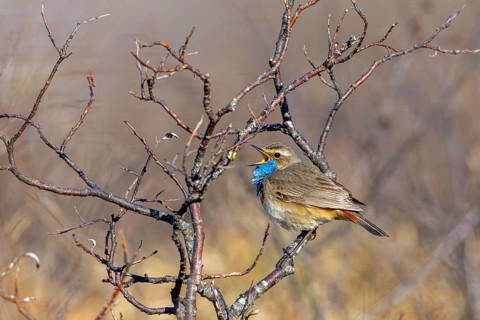 Red-spotted bluethroat (Luscinia svecica svecica) male singing from shrub on the tundra in spring,