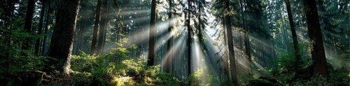 Beautiful rays of sunlight in a green forest shining through trees and tree branches. Concept of