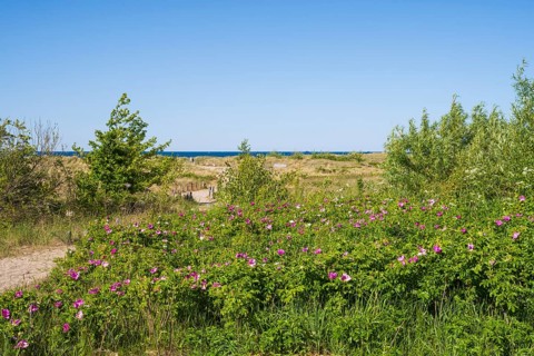 Nature experience area dune landscape, beach, coast, Laboe, Baltic seaside resort, fjord, Baltic