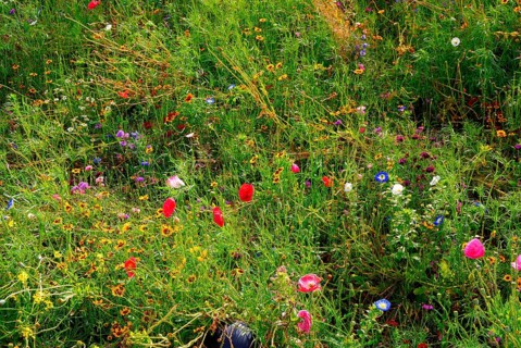 Meadow with wild growing different flowers, garden in South England, coastal region, England, GB