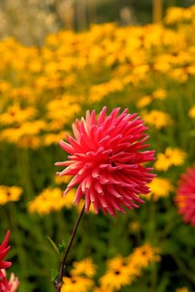 In cactus dahlias, the individual petals are rolled up like tubes and strongly pointed towards the
