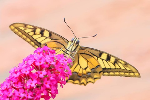 Swallowtail (Papilio machaon) sucking nectar on butterfly bush (Buddleja davidii), butterfly bush,