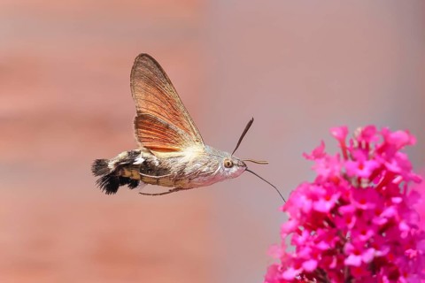 Pigeon-tailed butterfly (Macroglossum stellatarum) sucking nectar on summer lilac (Buddleja