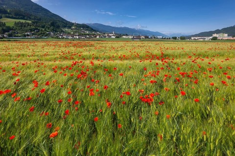 Cereal field with corn poppy (Papaver rhoeas), behind it the town of Schwaz, Schwazer Felder,