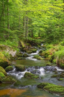 Kleine Ohe, natural forest stream in the Bavarian Forest National Park, Bavaria, Germany