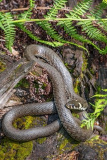 Grass snake (Natrix natrix), sunbathing on the bank of a pond, Bavaria, Germany