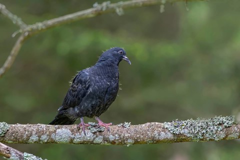 Wood pigeon (Columba palumbus), young bird in juvenile plumage, sitting on a branch, Pillberg,