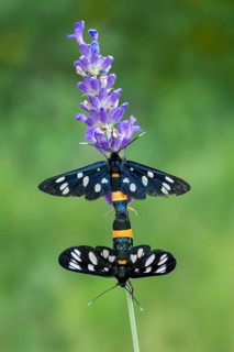 White-spotted violet (Amata phegea), mating, Limbach, Burgenland, Austria