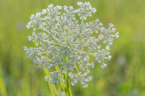 A cluster of wildflowers stands tall in a bright green meadow under bright sunlight. The delicate