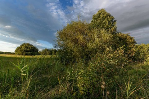 A vibrant landscape with dense green shrubs and trees surrounded by tall grass. The sky is partly