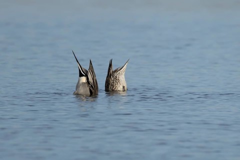 Northern pintail duck (Anas acuta) adult male and female birds feeding on a lake, England, United
