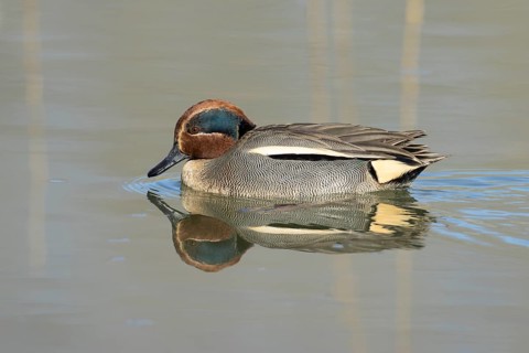 Common teal duck (Anas crecca) adult male bird on a lake, England, United Kingdom