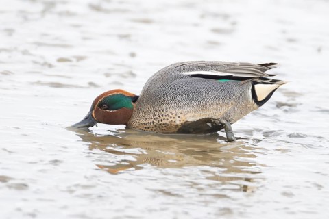 Common teal duck (Anas crecca) adult male bird feeding on mud, England, United Kingdom