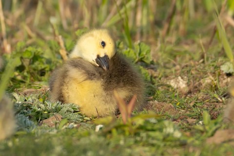 Canada goose (Branta canadensis) juvenile baby gosling bird resting on grassland, England, United