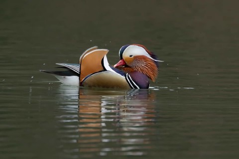 Mandarin duck (Aix galericulata) adult male bird on a lake, England, United Kingdom