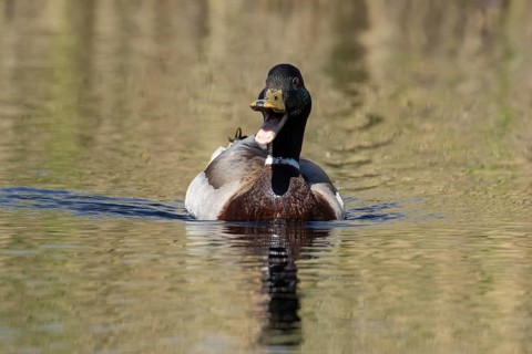 Mallard duck (Anas platyrhynchos) adult male bird calling or quacking on a lake, England, United