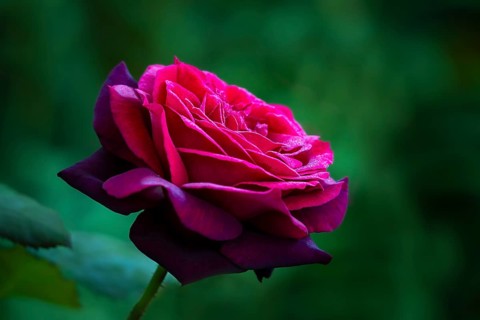 Red rose in the garden, Countess Diana variety, Germany