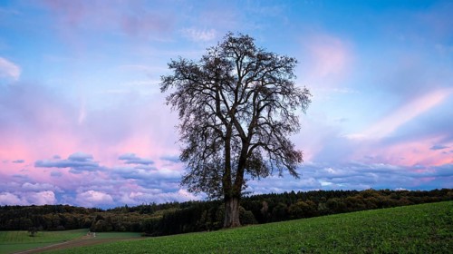 Single pear tree in front of evening sky with coloured clouds. Small Odenwald, Baden-Württemberg,