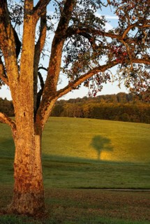 Pear tree with shade. In the morning. Small Odenwald, Rhine-Neckar district, Baden-Württemberg,