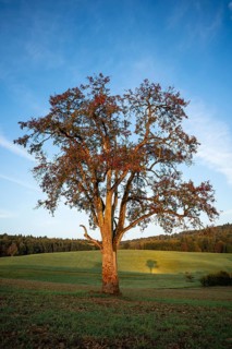 Landscape with pear tree. Tree with shade. In the morning. Small Odenwald, Rhine-Neckar district,