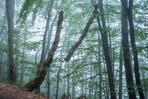 Forest, foggy weather. Broken tree. Small Odenwald, Rhine-Neckar district, Baden-Württemberg,
