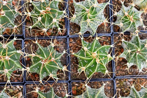 Many small 'Astrophytum Ornatum' cactus in flower pot with stones. Also called 'bishop's cap' or