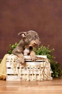 Isabella tan French Bulldog puppy in box with boho decor in front of brown background