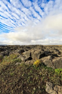 Barren volcanic landscape in summer, flowers between boulders, Cumulus, Jökulsárgljúfur National