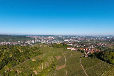 Extensive vineyards in front of an urban backdrop under a clear sky, view of Rotenberg near