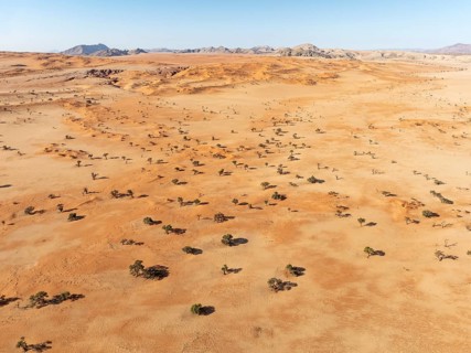 Sand dunes, camelthorn trees (Vachellia erioloba) and isolated mountain ridges in the Tsondab