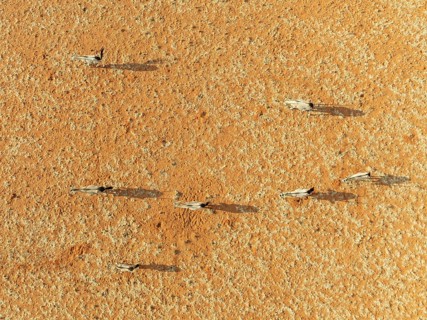 Gemsbok (Oryx gazella). Roaming an arid plain at the edge of the Namib Desert. Aerial view. Drone