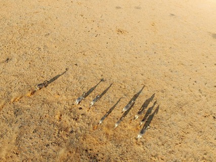 Hartmann's Mountain Zebra (Equus zebra hartmannae). Roaming an arid plain at the edge of the Namib