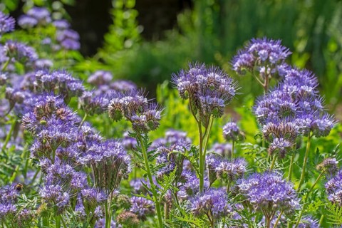 Lacy phacelia, tansy-leaf phacelia, blue tansy, purple tansy (Phacelia tanacetifolia), insectary