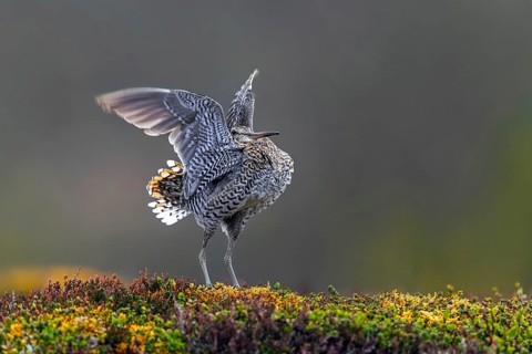 Great snipe (Gallinago media) male flapping wings during courtship display at lek at dusk on tundra