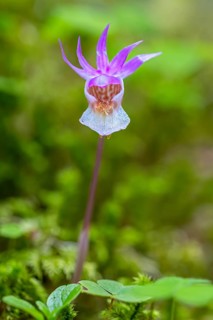 Calypso orchid, fairy slipper, Venus's slipper (Calypso bulbosa, Cypripedium bulbosum) in flower in