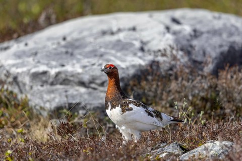 Willow ptarmigan, willow grouse (Lagopus lagopus, Lagopus albus) male, cock in summer plumage on