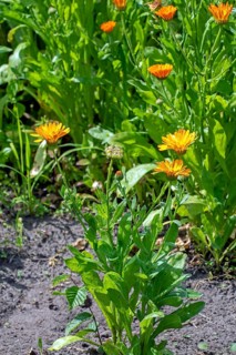 Mary's gold, common marigold, pot marigold, Scotch marigold, ruddles (Calendula officinalis,