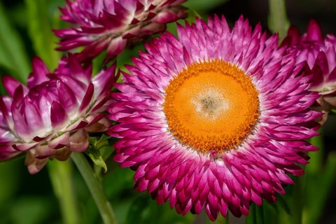 Colourful golden everlasting flowers, strawflowers (Xerochrysum bracteatum, Bracteantha bracteata)
