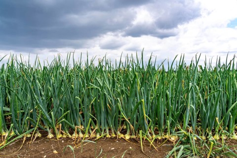 Agriculture, field with onions, shortly in front of harvest, near Nettetal, on the Lower Rhine,
