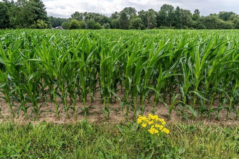 Agriculture, field with maize, still growing, near Nettetal, on the Lower Rhine, North