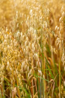 Agriculture, field with grain, oats, shortly in front of harvest, near Nettetal, on the Lower