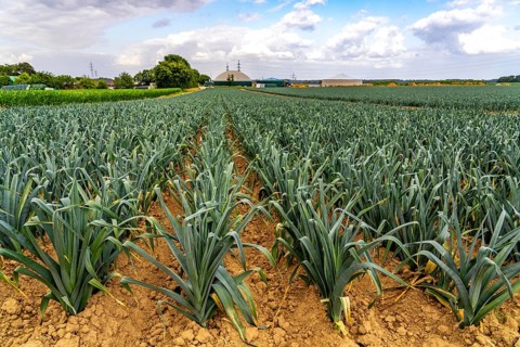 Agriculture, field with leeks, leek, shortly in front of harvest, near Nettetal, on the Lower