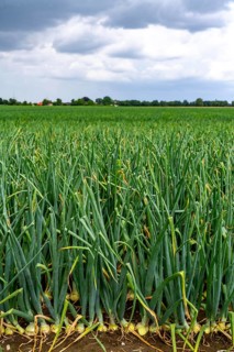 Agriculture, field with onions, shortly in front of harvest, near Nettetal, on the Lower Rhine,